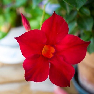 Mandevilla