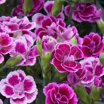 Dianthus